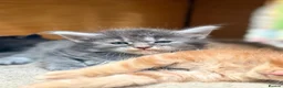Maine Coon cats for sale: Beautiful Baby Maine Coon Kittens - Advert 15