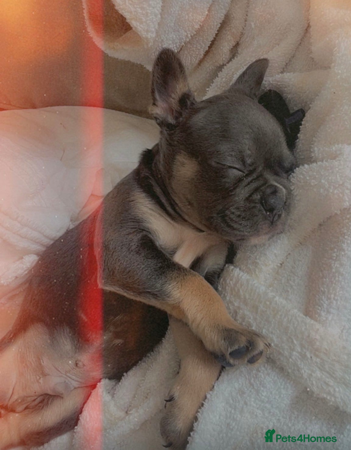 French Bulldog dogs for sale: Quality French bulldog puppies pet price in Dronfield - Advert 11