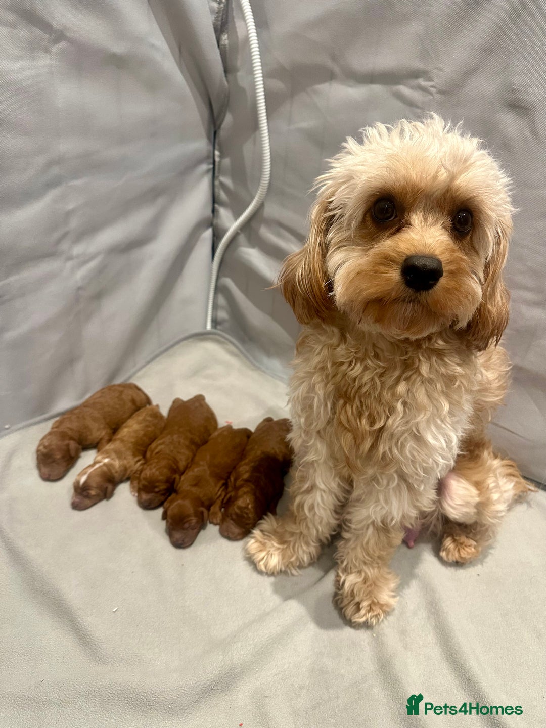 Cavapoo dogs for sale: Toy Cavapoo Puppies  - Advert 24
