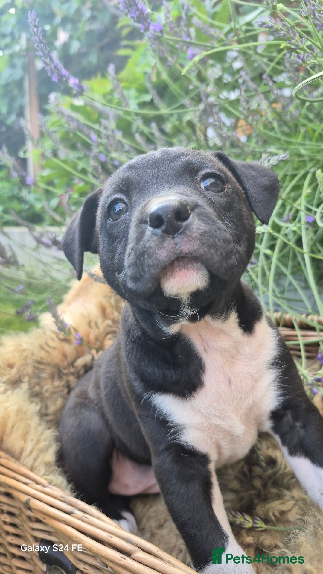 Mixed Breed dogs for sale: puppys staff × american bully  in King's Lynn - Image 4