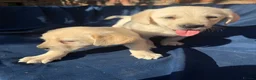 Labrador Retriever dogs for sale: Stunning Labrador/Retriever pups  - Advert 7