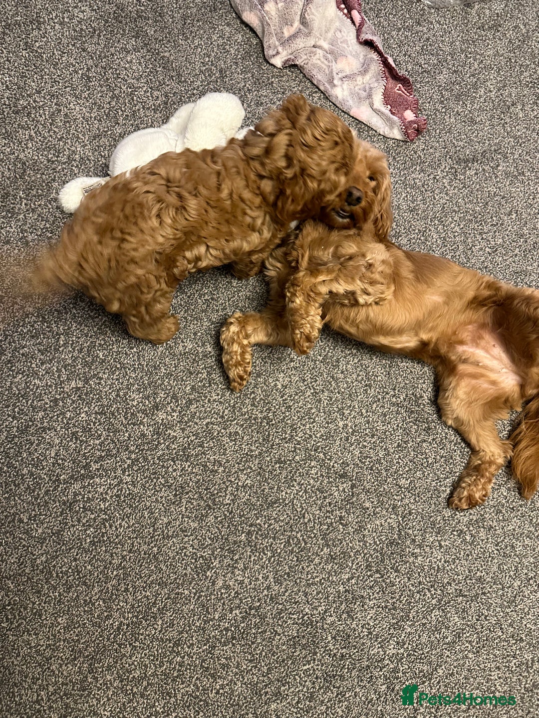 Cockapoo dogs for sale: F2B Cockapoos due 23rd Dec - Advert 7
