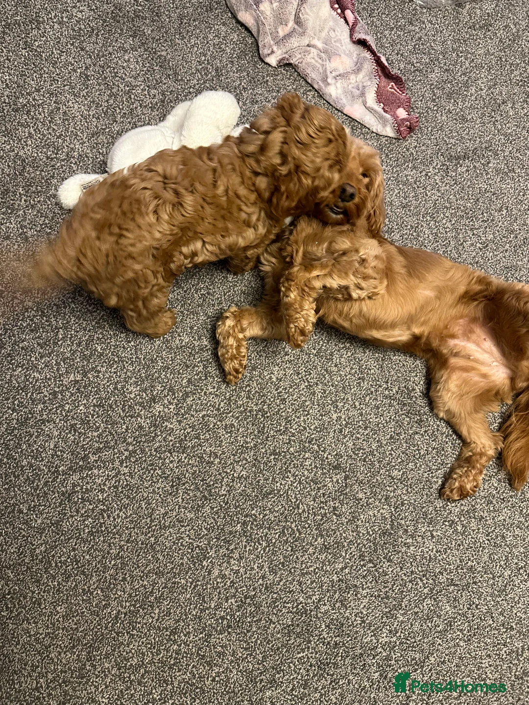 Cockapoo dogs for sale: F2b ready to go home 14th Feb  - Advert 7