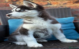 Siberian Husky dogs for sale: Siberian husky puppies - Image 5