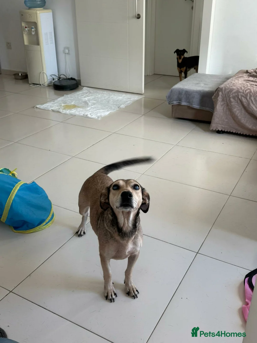 Mixed Breed dogs for adoption: Sunny - Advert 4