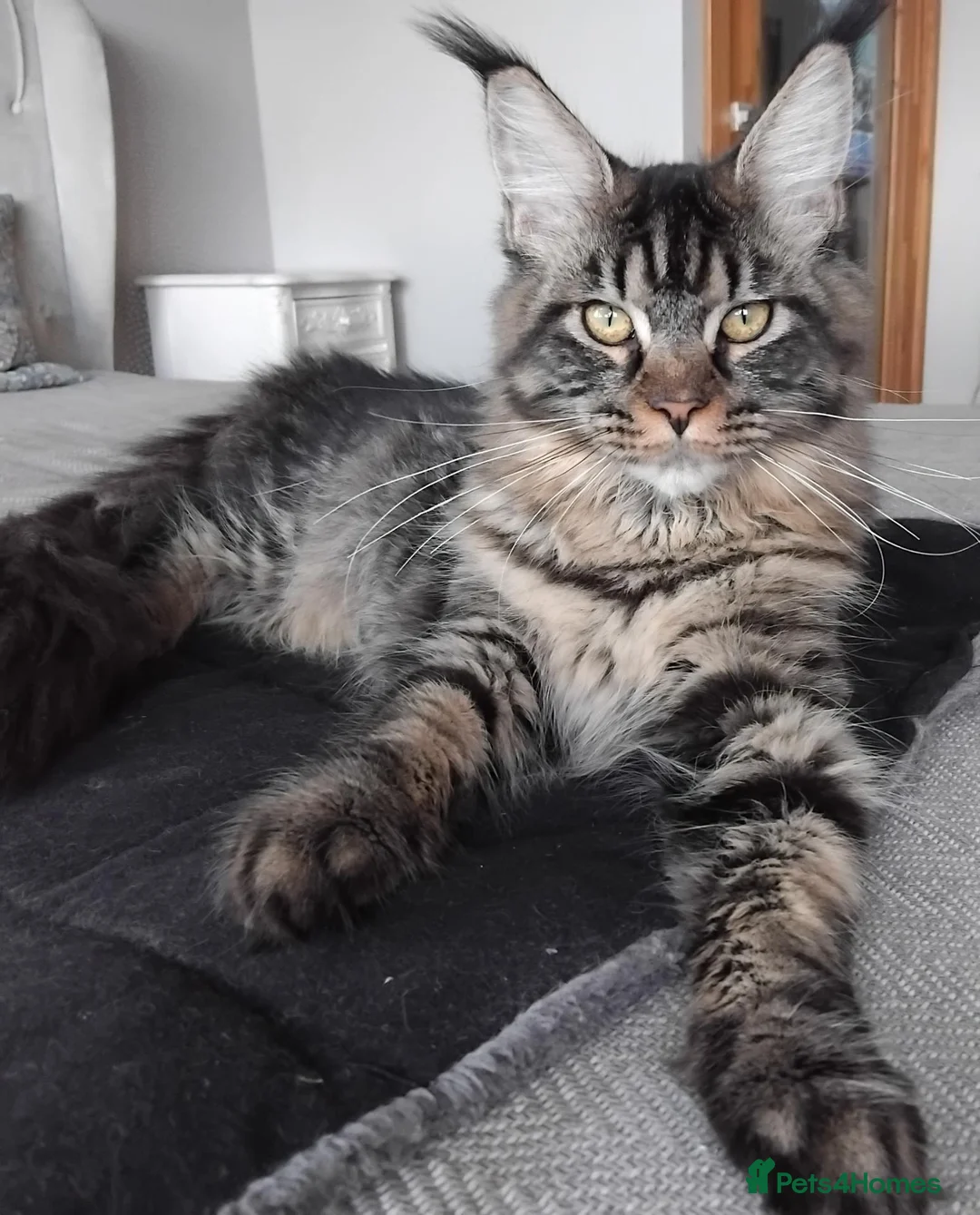 Maine Coon cats for sale: Maine coon black tabby, big size, registred - Advert 2