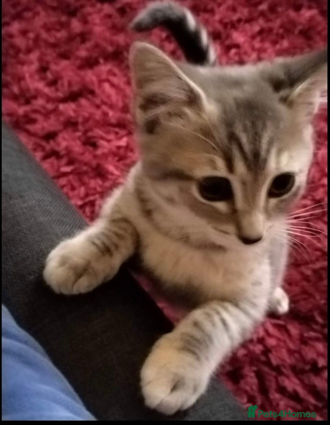 Mixed Breed cats for sale: Ragdoll x - Advert 4