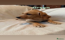 Labrador Retriever dogs for sale: Ready to leave! Beautiful KC Fox Red Labrador Girl - Image 26