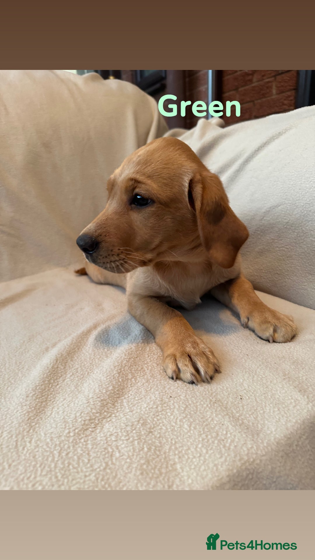 Labrador Retriever dogs for sale: Ready to leave! Beautiful KC Fox Red Labrador Girl - Image 26