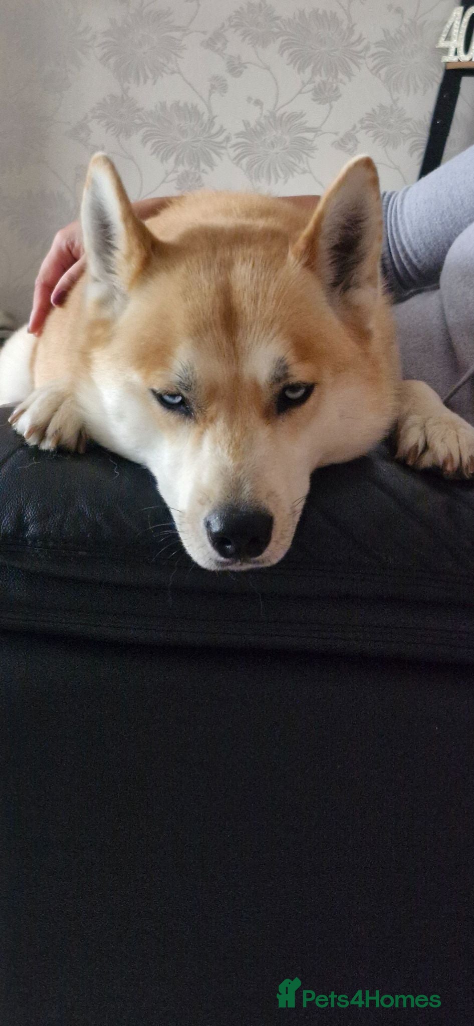 Siberian Husky dogs for sale: 5 Boys & 2 Girls Siberian Huskies – 8 Weeks Old - Advert 1