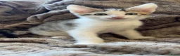 Mixed Breed cats for sale: 4 beautiful little girls ready to leave  - Advert 10