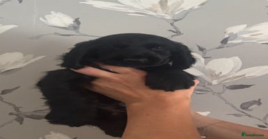 Cocker Spaniel dogs - Advert 1