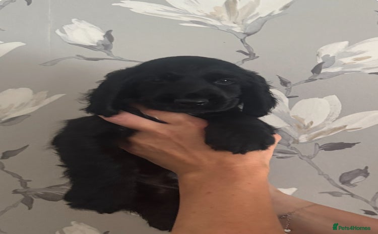 Cocker Spaniel dogs - Advert 4