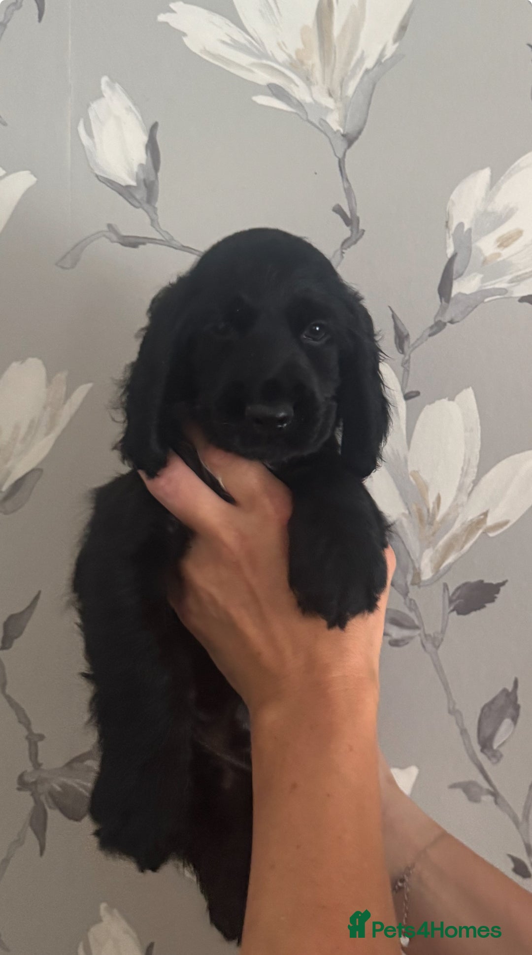 Cocker Spaniel dogs for sale: Cocker Spaniel Puppies  - Image 2