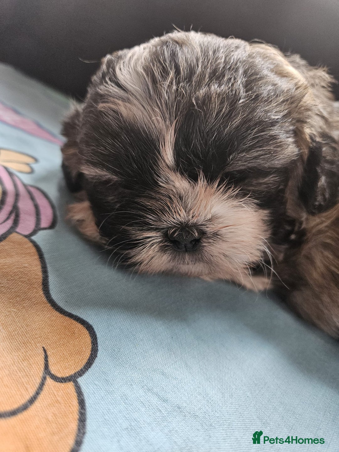 Shihpoo dogs for sale: F1B Shihpoo Teddy Bear Puppy's  - Image 2