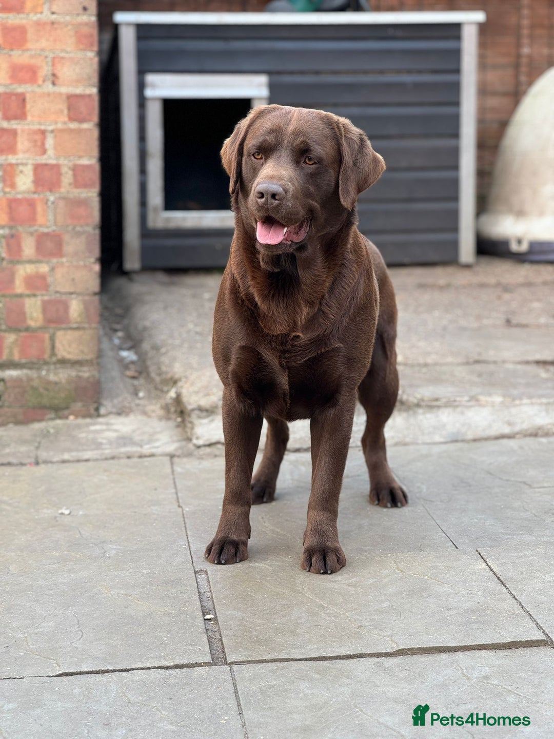 Labrador Retriever dogs for stud: Exceptional Chocolate Labrador FOR STUD in Bedford - Advert 4