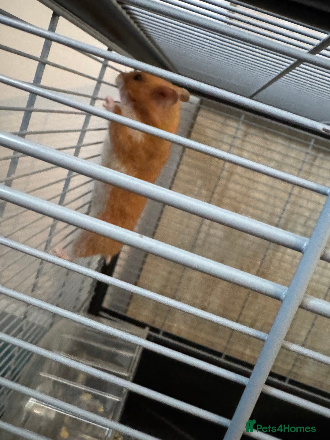 Hamster rodents for sale: Hamster  - Image 3