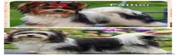 Biewer Terrier dogs for sale: Rare Larger Biewer Terrier Puppies - Advert 6