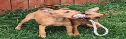 Miniature Pinscher dogs for sale: Lovely red boy ready for loving home in Edinburgh - Advert 13