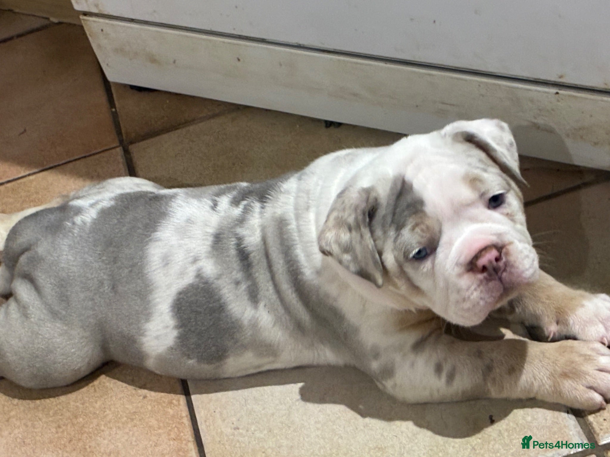 Olde English Bulldogge dogs Last girl old English bulldog puppy - Advert 1