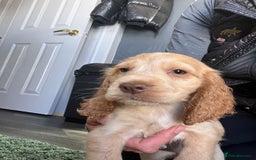 Cocker Spaniel dogs for sale: Show type cocker spaniel puppies  - Image 2