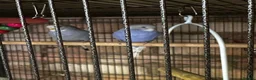 Budgerigars birds for sale: 5 beautiful baby budgies with a cage  - Advert 15