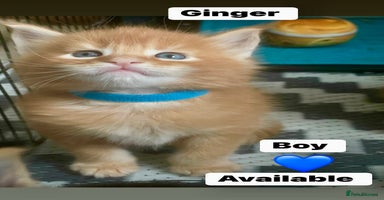 Maine Coon cats - Advert 1