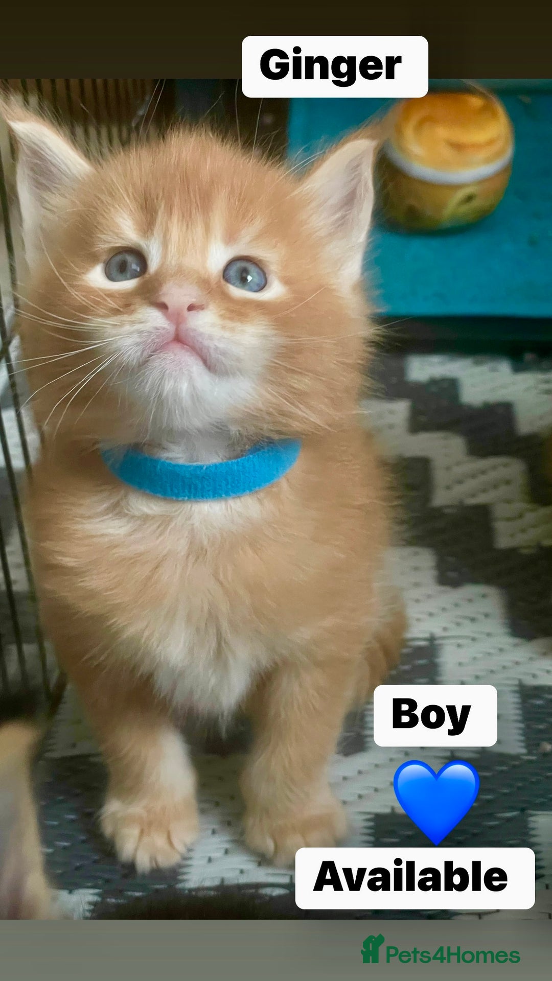 Maine Coon cats for sale: Maine Coon Kittens – Ready 18th October 🏡 - Image 2
