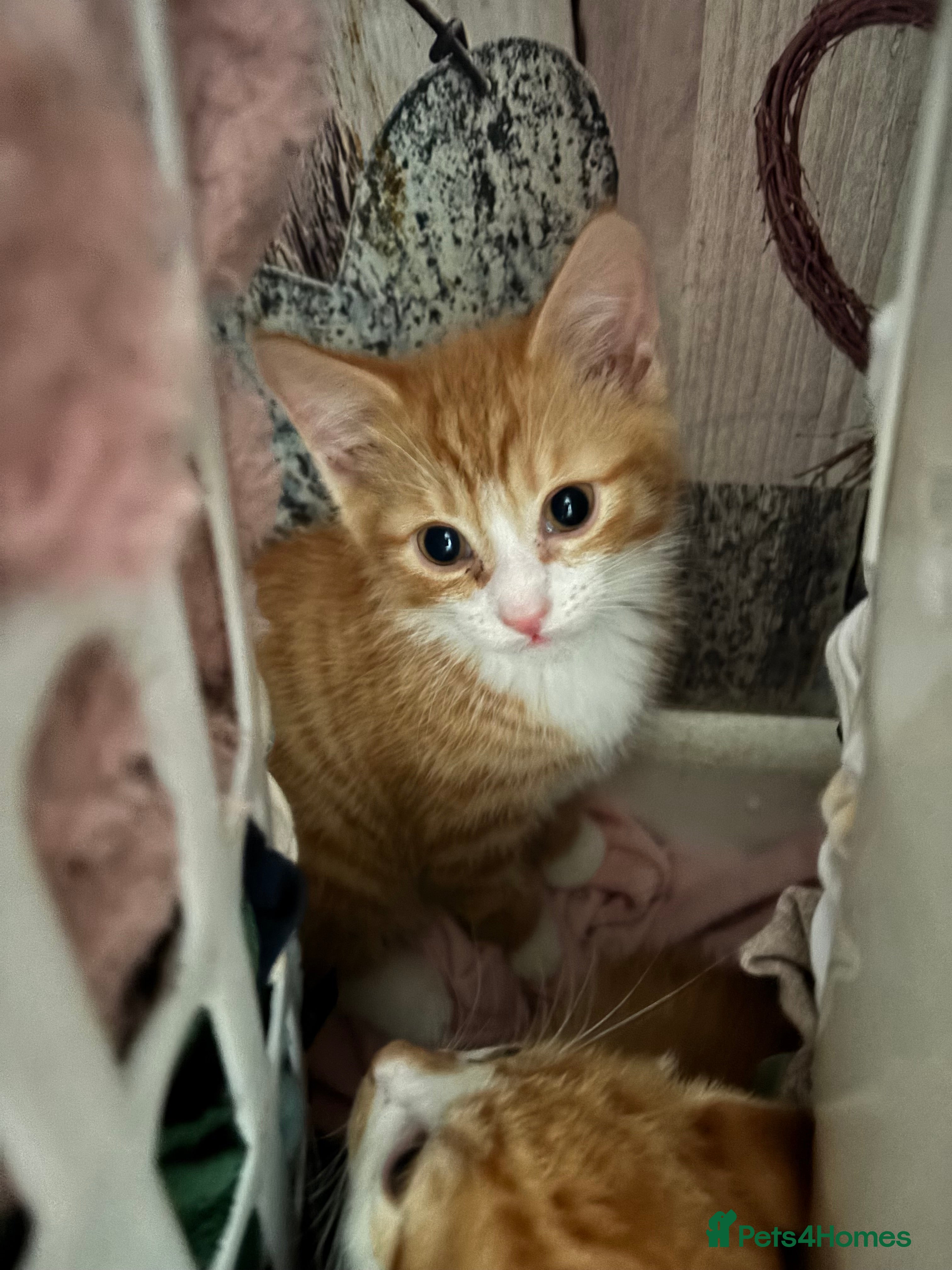 Mixed Breed cats Stunning chunky males  - Advert 1