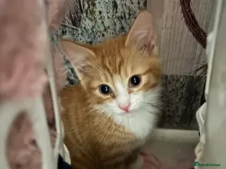 Mixed Breed cats Stunning chunky males - Advert 1