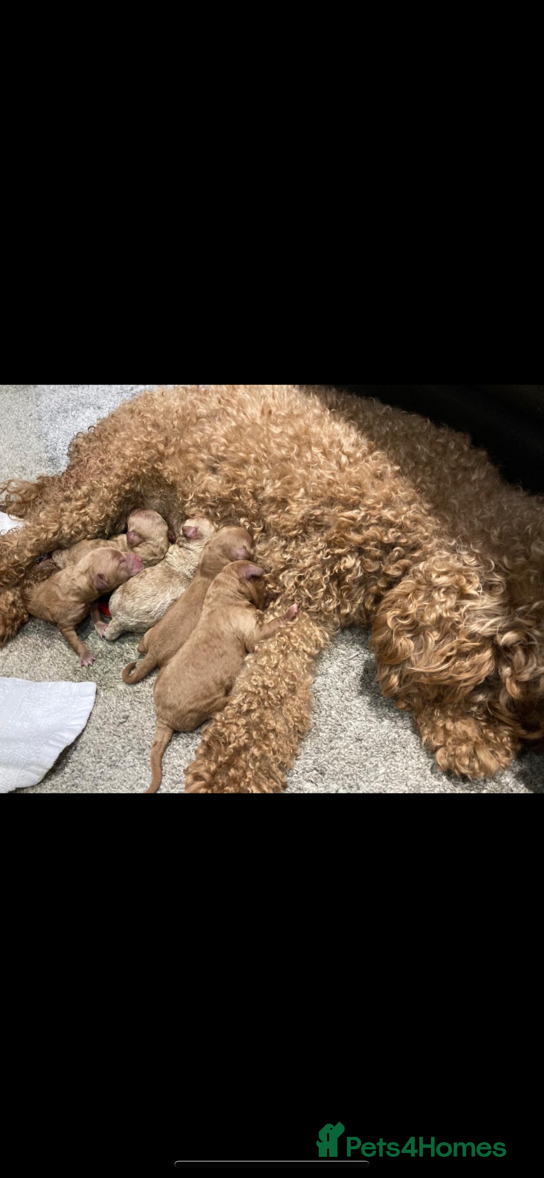 Miniature Poodle dogs for stud: Teddy KC Registered/Health tested Toy Stud in Wigan - Image 27