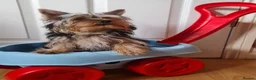 Yorkshire Terrier dogs for sale: Purebreed Yorkshire Terrier - Advert 5