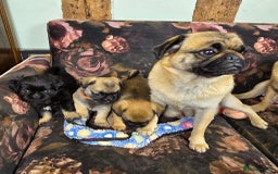 Pug dogs for sale: Beautiful Pure Pug Puppies 8 weeks old! 🐾 - Image 14