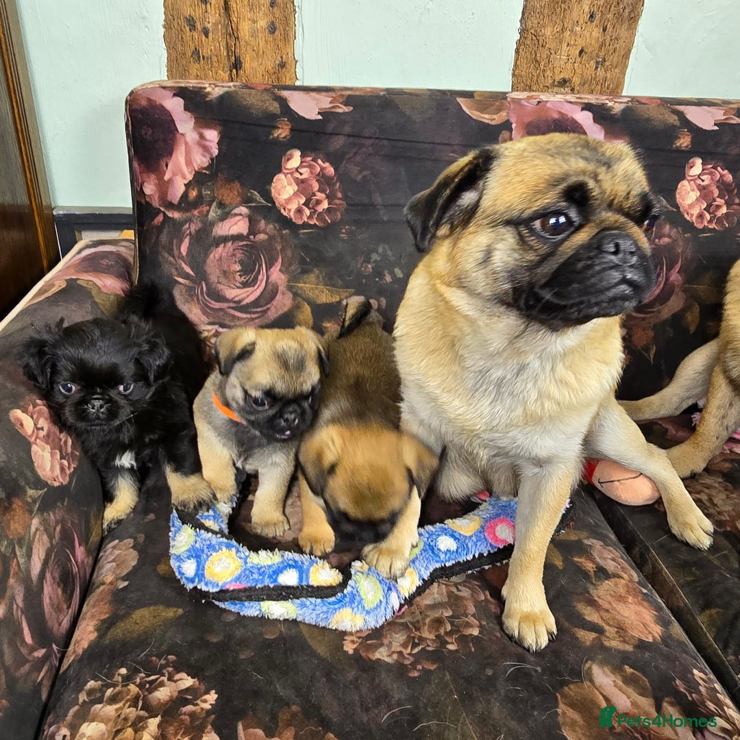 Pug dogs for sale: Beautiful Pure Pug Puppies 8 weeks old! 🐾 - Image 14