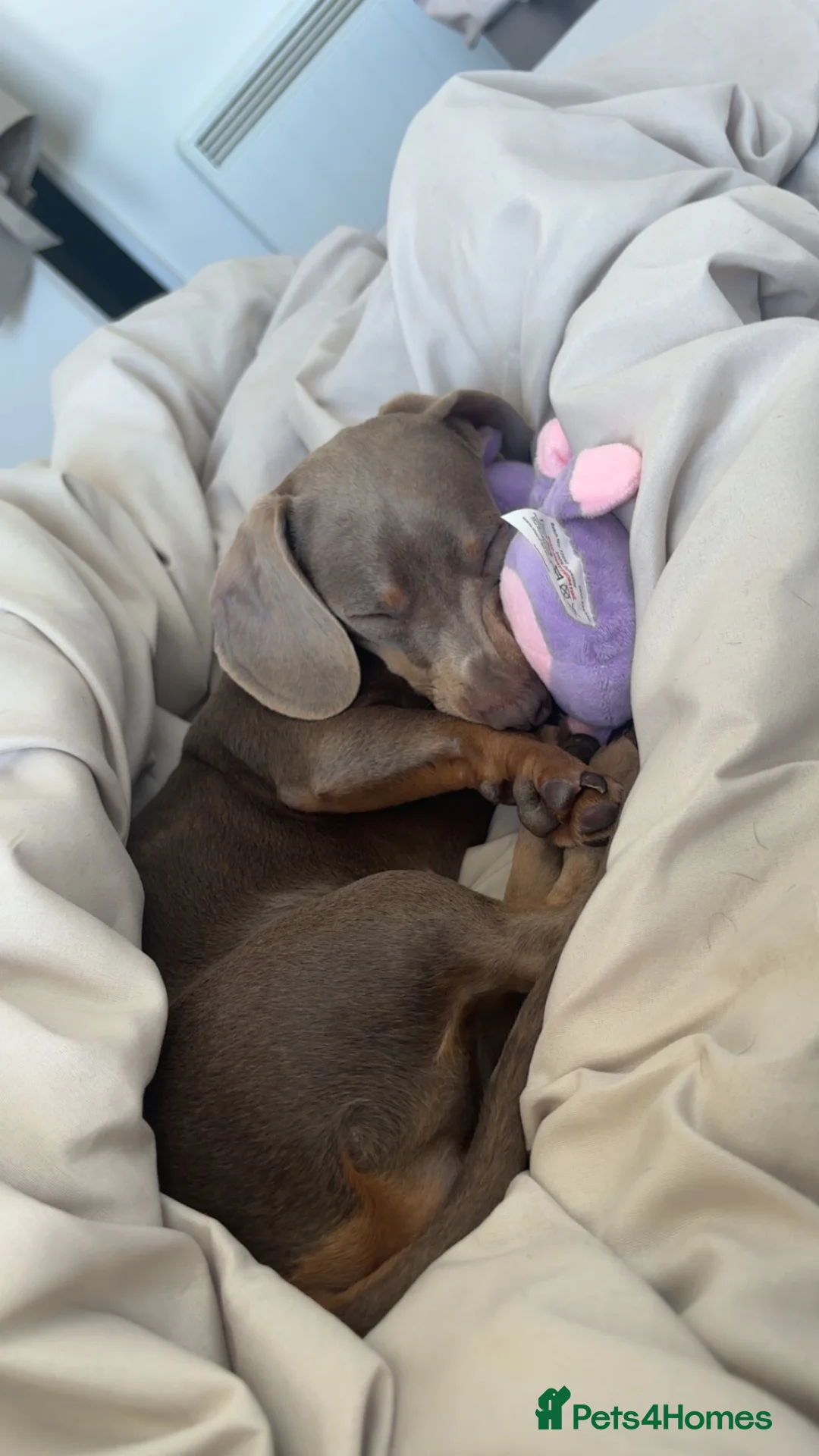 Miniature Dachshund dogs for sale: Miniature Dachshund looking for a home in Aberdeen - Advert 1