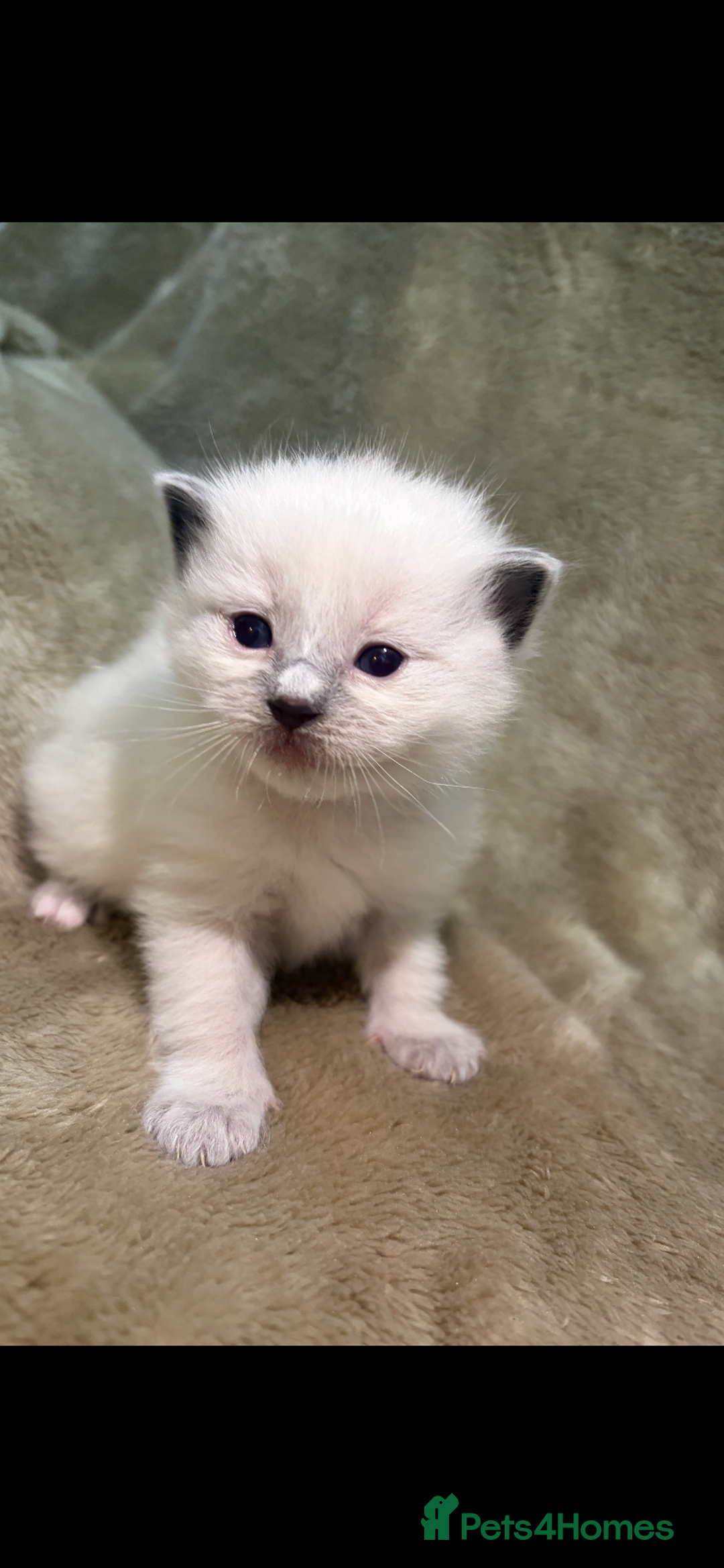 Ragdoll cats for sale: Pedigree ragdolls  - Advert 5