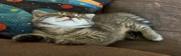 Mixed Breed cats for sale: Rag doll cross kittens - Advert 15
