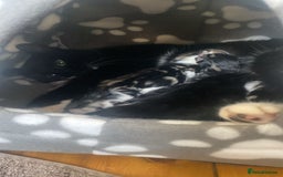 Domestic Shorthair cats for sale: Domestic kittens  - Image 12
