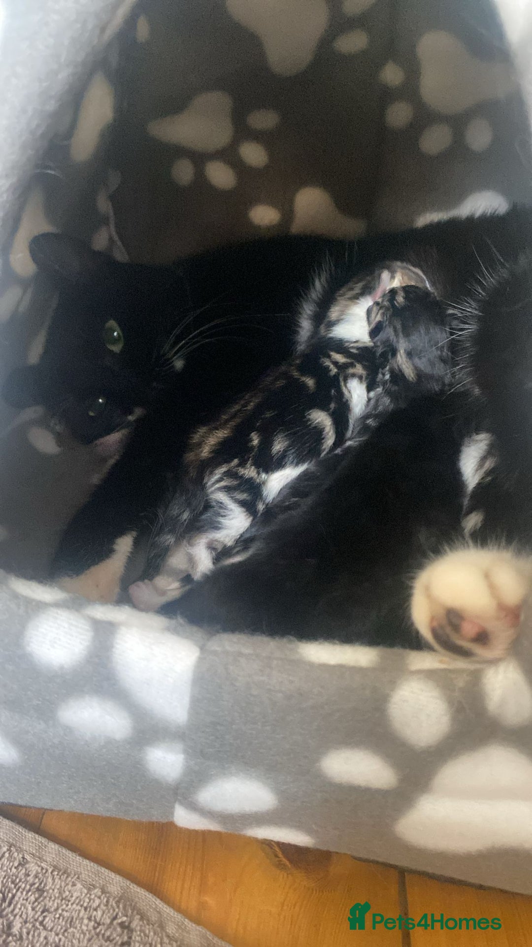 Domestic Shorthair cats for sale: Domestic kittens  - Image 12