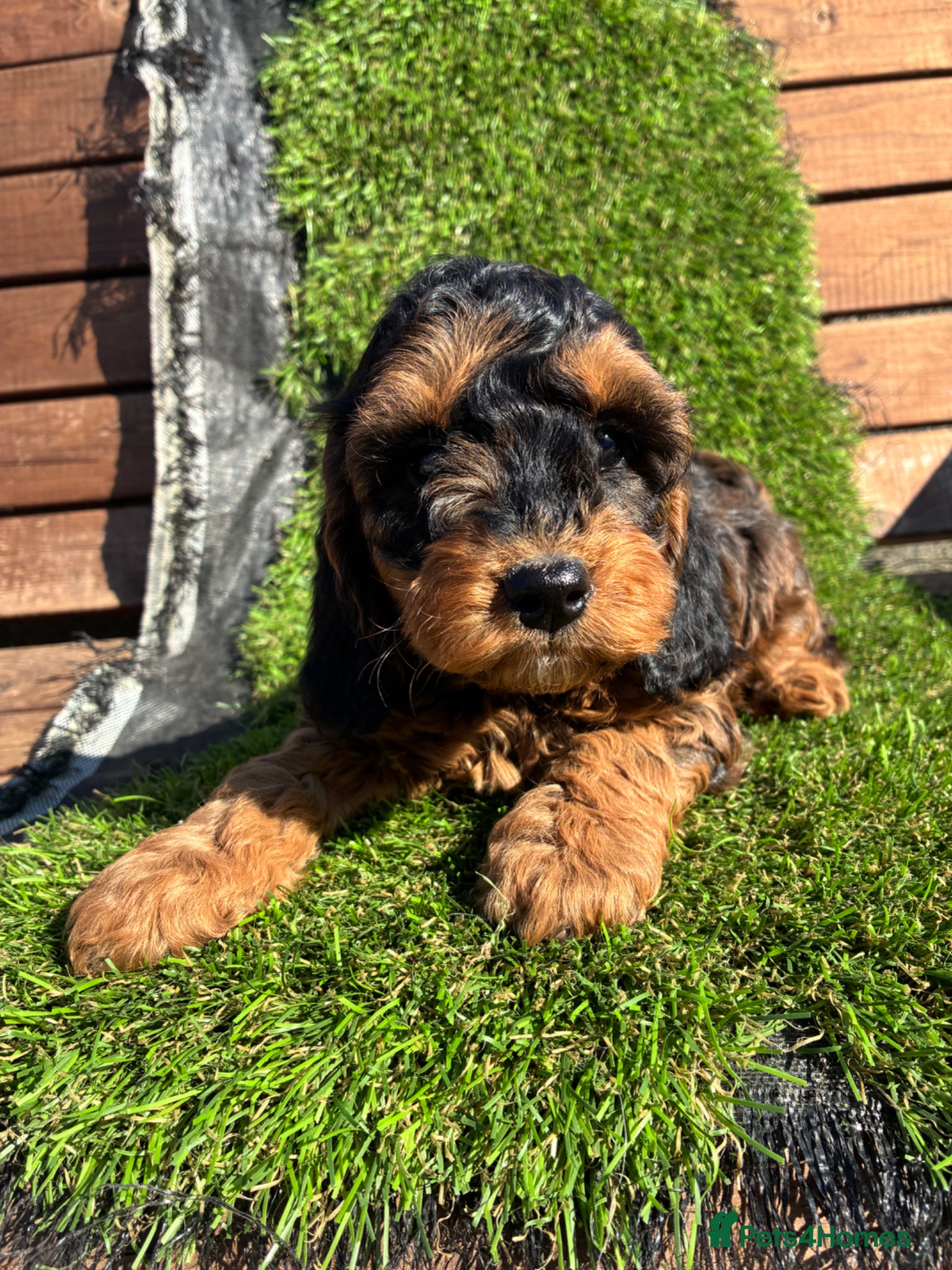 Cockapoo dogs F1b Cockapoos Puppies Available! - Advert 2