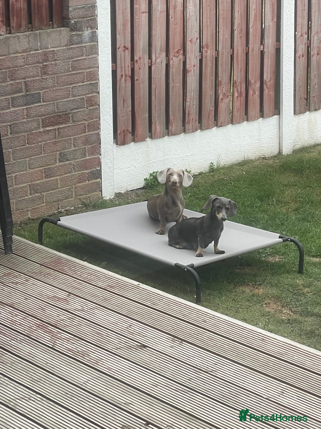 Miniature Dachshund dogs for sale: Miniature Dachshunds - Image 8