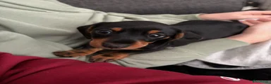 Miniature Dachshund Puppy 2