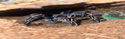 Spiders invertebrates for sale: Striped Knee Tarantula   in Melton Constable - Advert 2