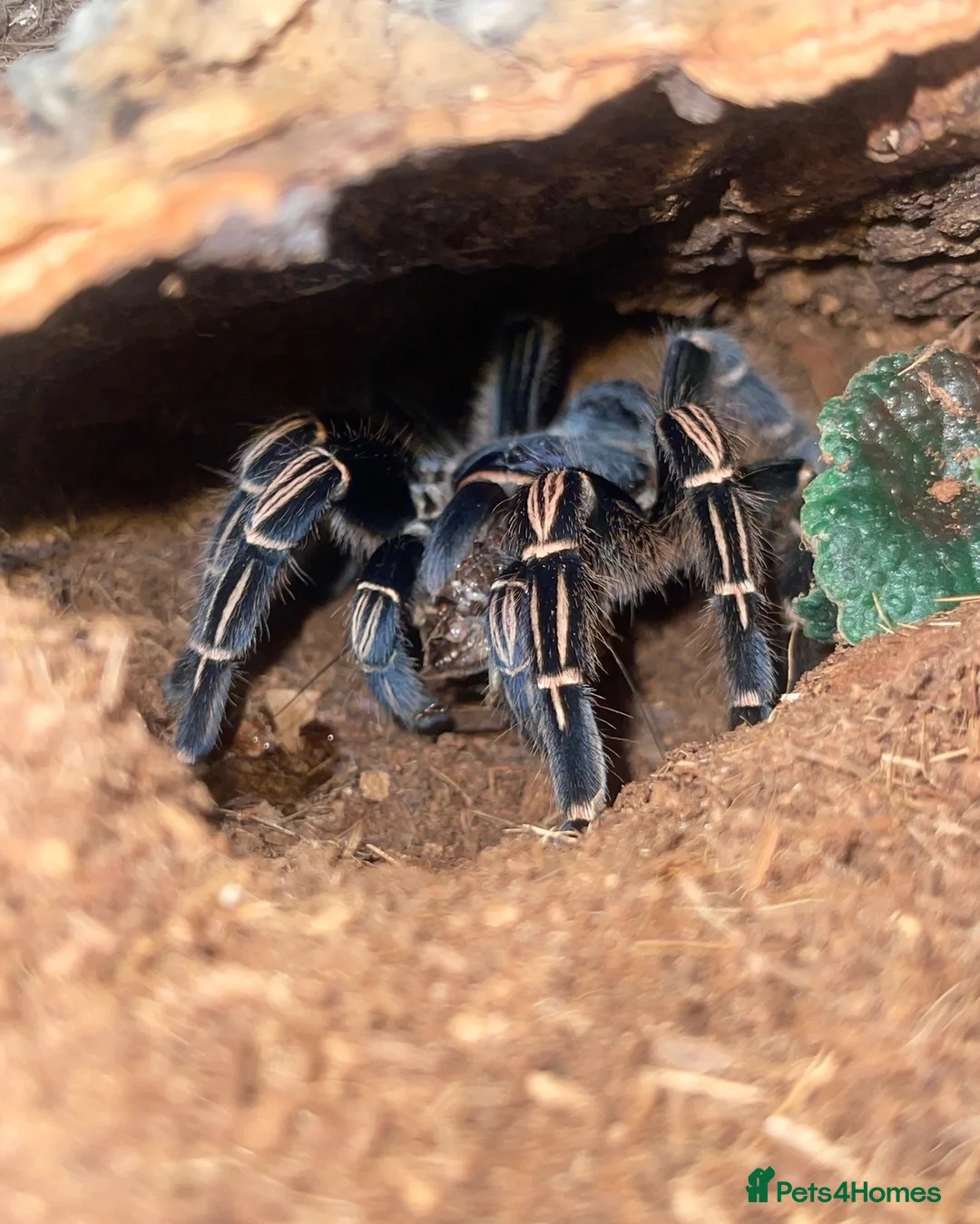 Spiders invertebrates for sale: Striped Knee Tarantula   in Melton Constable - Advert 2