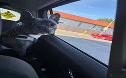 French Bulldog dogs for sale: Gorgeous French bulldog  - Image 2