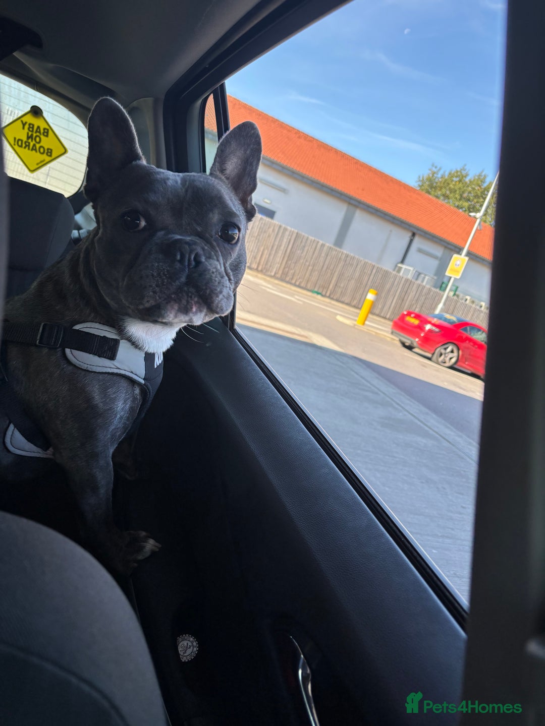 French Bulldog dogs for sale: Gorgeous French bulldog  - Image 2