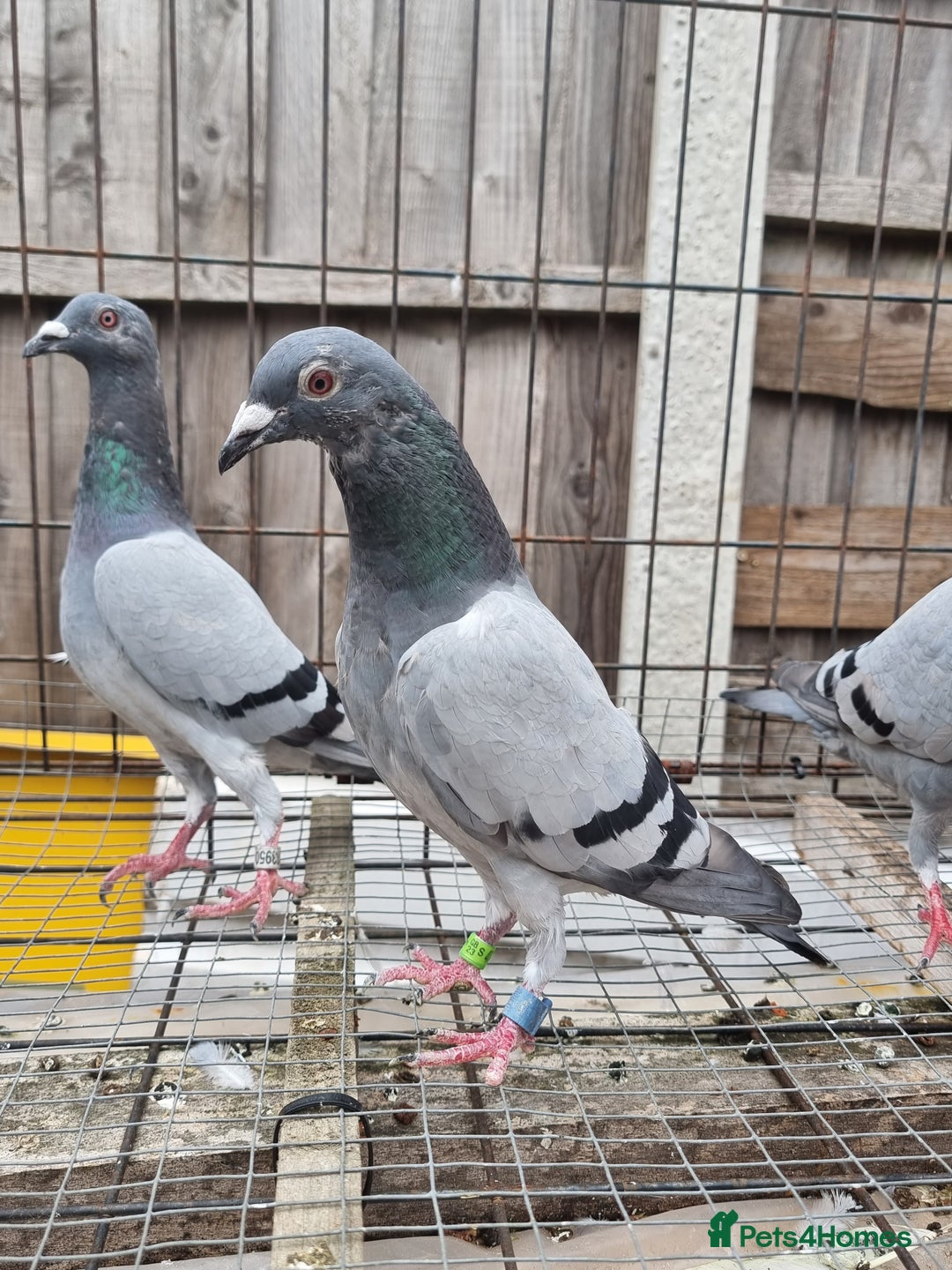 Pigeons birds for sale: Racing pigeons for sale - Image 3