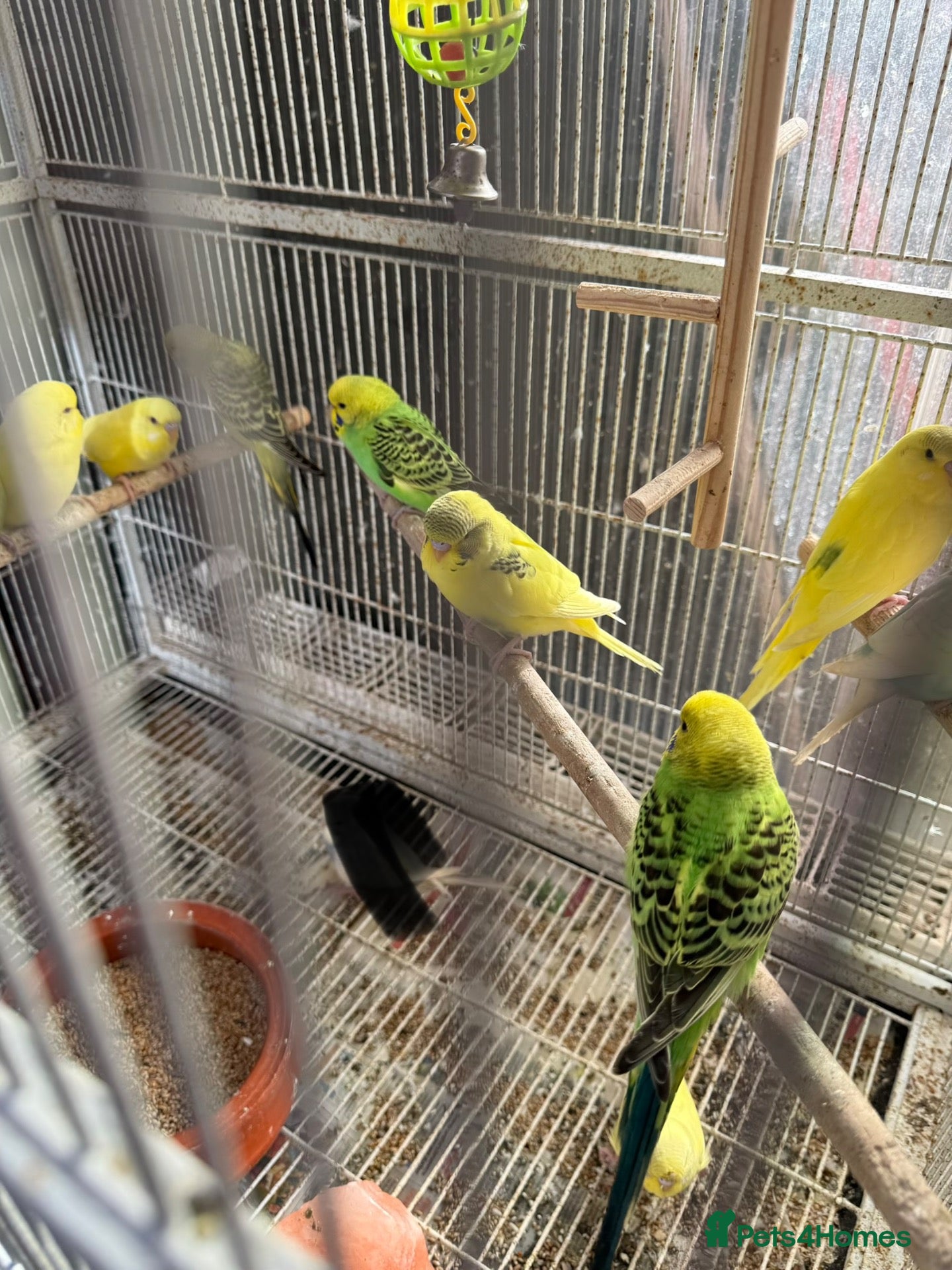 Budgerigars birds BEAUTIFUL BUDGIES FOR SALE - Advert 15