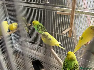 Budgerigars birds BEAUTIFUL BUDGIES FOR SALE - Advert 15