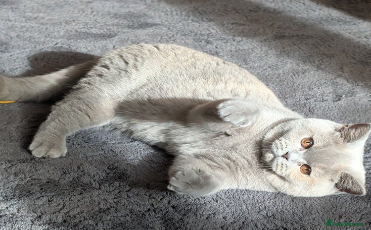 British Shorthair cats - Advert 2